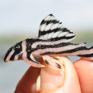 A tiny black and white striped fish being held up by fingers.